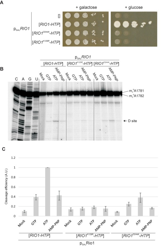 Figure 2.