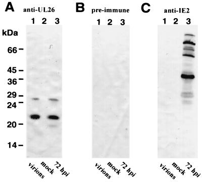 FIG. 8.