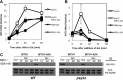 FIG 6