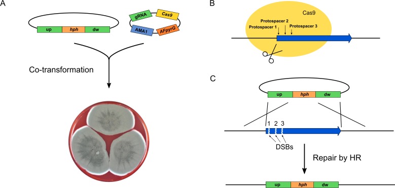 Fig 2