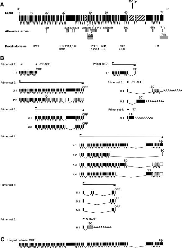 Figure  3