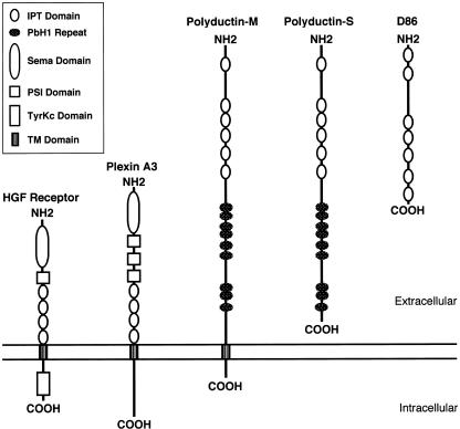 Figure  5