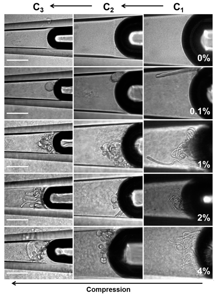 Figure 25