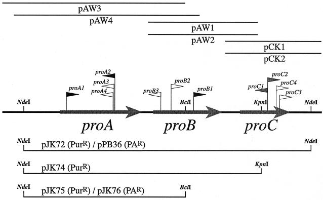 FIG. 1.