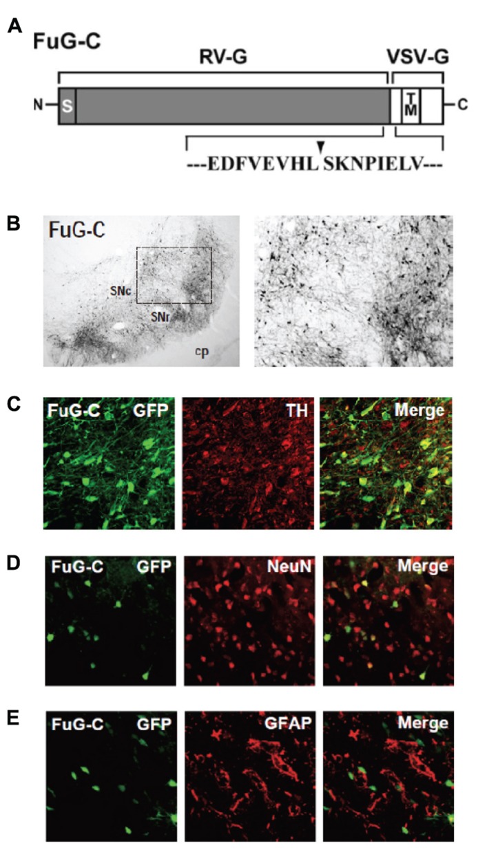 FIGURE 2