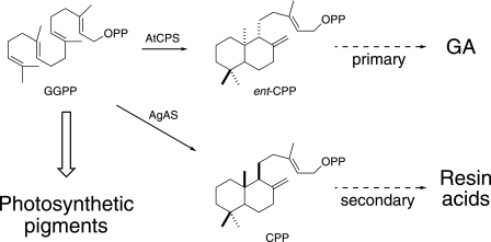 FIGURE 1.