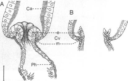 graphic file with name pnas01094-0589-a.jpg