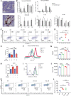 Figure 3. Mir4435-2hg depletion increases PMN-MDSCs. A, RNAscope assay showing MIR4435-2HG localization in tumor-infiltrating neutrophils in human colorectal cancer tissues. Representative image of five samples. Neutrophils were identified by their polymorphonuclear morphology. Brown signals represent MIR4435-2HG. Scale bar, 50 μm; zoomed, 10 μm. B, Variations in proportions of neutrophils, monocytes, eosinophils, and lymphocytes in peripheral blood of WT and Mir4435-2hg–/- (KO) mice at the indicated timepoints for subcutaneous MC38 colorectal cancer tumors, n = 3/group. C, Flow cytometry splenic neutrophil apoptosis from tumor-free WT and Mir4435-2hg–/– (KO) mice, and subcutaneous MC38 tumor-bearing wild-type (WT_TB) and Mir4435-2hg–/– (KO_TB) mice, pregated on CD11b+Ly6G+ cells. D, Quantification of Annexin V+ neutrophils for mice in C, n = 3/group. E, Frequency of Annexin V+ neutrophils in in vitro cultured bone marrow (BM) cells from WT or KO mice with/without MC38 cultured medium (CM), n = 3/group. F, BIM protein expression assessed by flow cytometry in splenic neutrophils from tumor-free WT and Mir4435-2hg–/– (KO) mice, and subcutaneous MC38 tumor-bearing wild-type (WT_TB) and Mir4435-2hg–/– (KO_TB) mice. G, Quantification of BIM mean fluorescence intensity (MFI) from mice in (F), n = 3/group. H, Relative Bcl2l1 mRNA expression in BM-derived MDSCs from WT or KO mice with/without MC38 CM, n = 3/group. I, BCL2L1 protein expression assessed by flow cytometry in splenic neutrophils from tumor-free WT and Mir4435-2hg–/– (KO) mice, and subcutaneous MC38 tumor-bearing wild-type (WT_TB) and Mir4435-2hg–/– (KO_TB) mice. J, Quantification of BCL2L1 MFI for mice in (I), n = 4/group. K, Representative flow cytometry of CD14+ neutrophils from spleen of tumor-free WT and Mir4435-2hg –/– (KO) mice, and subcutaneous MC38 tumor-bearing wild-type (WT_TB), Mir4435-2hg–/– (KO_TB) mice, pregated on CD11b+Ly6G+ cells. L, Quantification of CD14+ neutrophils from K, n = 4 per group. B–L, Data are representative of three independent experiments. Data are presented as mean ± SD; statistical significance was assessed by an unpaired t test (ns, P > 0.05; *, P < 0.05; **, P < 0.01; ***, P < 0.001; ****, P < 0.0001).