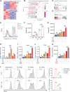 Figure 5. Loss of Mir4435-2hg enhances the immunosuppressive potential of PMN-MDSCs. A, Heatmap of differentially expressed genes, determined via RNA-seq, in BM neutrophils from naïve 8-week WT and Mir4435-2hg–/- (KO) mice, n = 3/group. B, Top upregulated biological process terms regulated by Mir4435-2hg depletion in BM neutrophils. GSEA for cholesterol homeostasis (C) and (D) fatty acid metabolism. Flow cytometry (E) and quantification of lipid accumulation (BODIPY staining; F) of splenic neutrophil from tumor-free WT and Mir4435-2hg–/– (KO) mice, and PMN-MDSCs from subcutaneous MC38 tumor-bearing wildtype (WT_TB) and Mir4435-2hg–/– (KO_TB) mice 20 days after MC38 cells injected, n = 3/group, pregated on CD11b+Ly6G+ cells. MFI, mean fluorescence intensity. G, Lipid accumulation (BODIPY staining) of WT and Mir4435-2hg–/– BM-derived PMN-MDSCs with or without the stimulation of CT26 or MC38 cultured medium, n = 3/group. Relative Arg1 (H), Nos2 (I), and Cox2 mRNA expression (J) in BM-derived MDSCs from cultures in G, assessed by qRT-PCR, n = 3/group. K, Flow cytometry of ROS (DCFH-DA probe) in BM-derived PMN-MDSCs from cultures in G, pregated on CD11b+Ly6G+ cells. L, CFSE flow cytometry analysis of T-cell and CD8+ T-cell proliferation after coculture with WT or Mir4435-2hg–/– MDSCs for 72 hours, n = 3/group. E–L, Data are representative of three independent experiments. Data are presented as mean ± SD; statistical significance was assessed by an unpaired t-test. ns, P > 0.05, *P < 0.05, **P < 0.01, ***P < 0.001, ****P < 0.0001.
