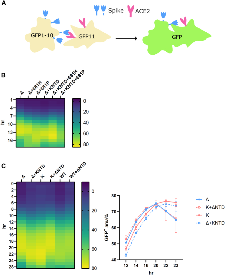 Figure 4