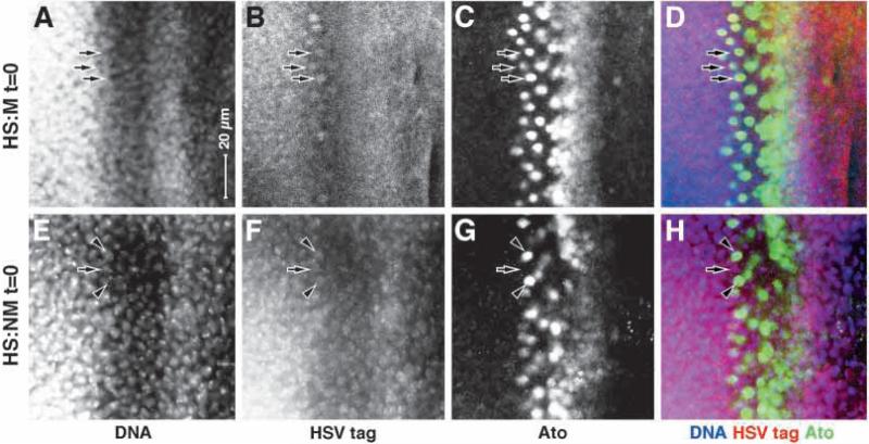 Fig. 9