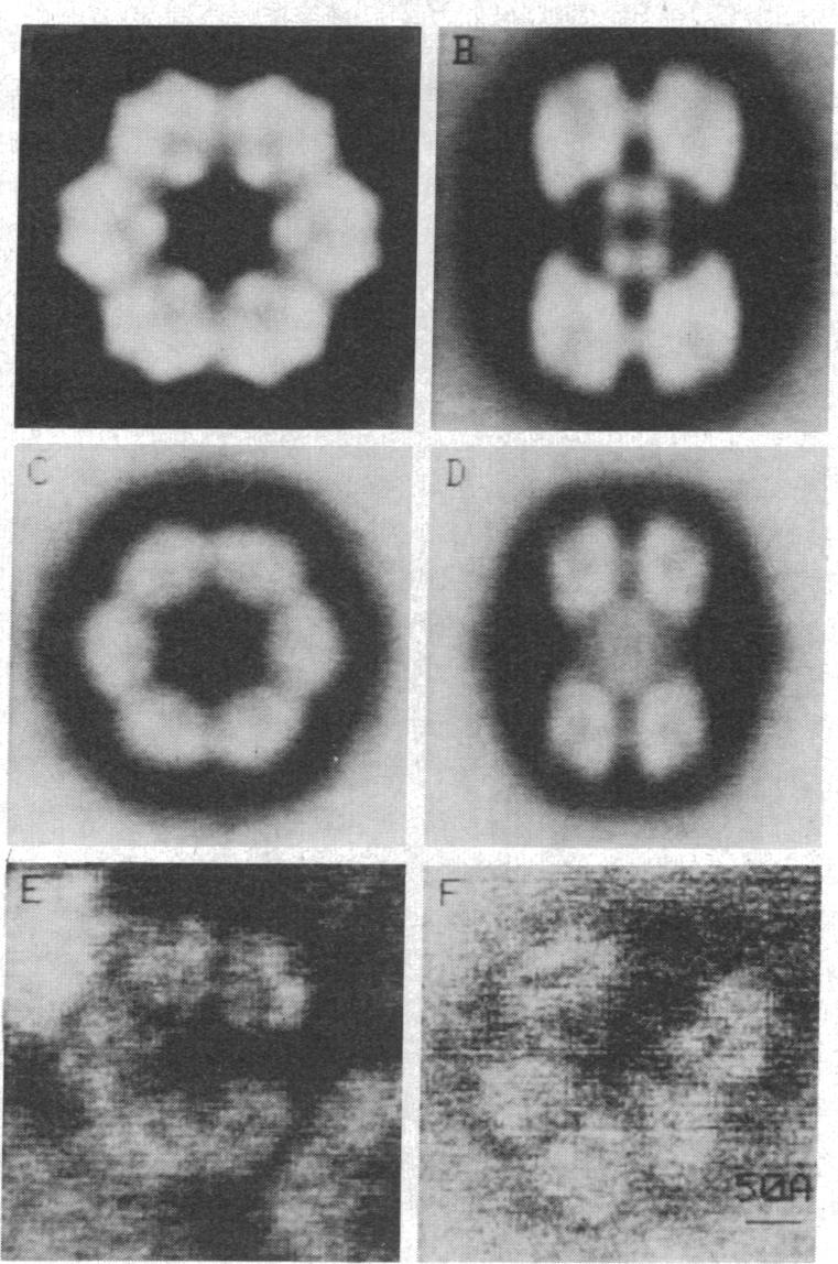 graphic file with name pnas00325-0026-a.jpg