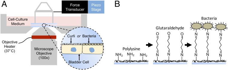 Fig. 2.