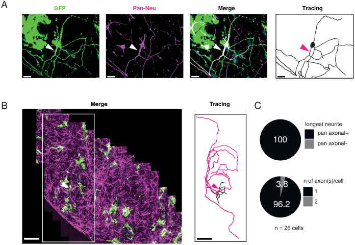 Figure 2—figure supplement 1.