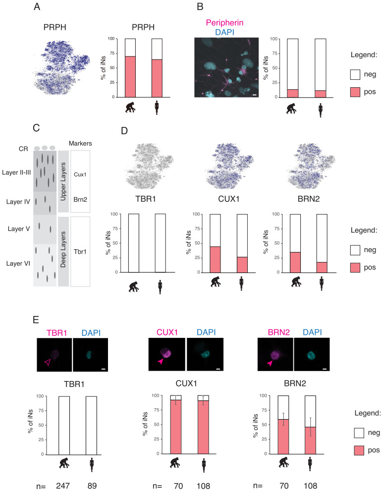 Figure 3—figure supplement 4.