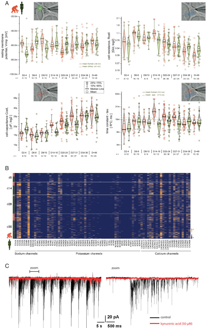 Figure 5—figure supplement 1.