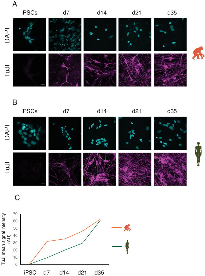 Figure 1—figure supplement 1.