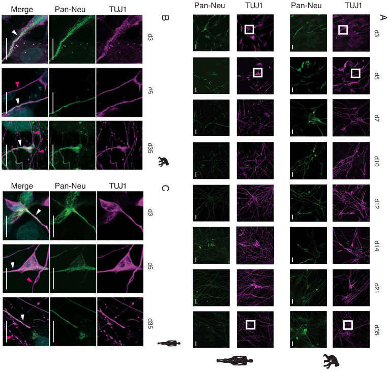 Figure 1—figure supplement 2.