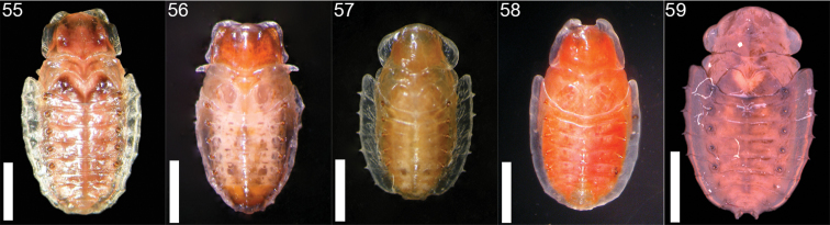 Figures 55–59.