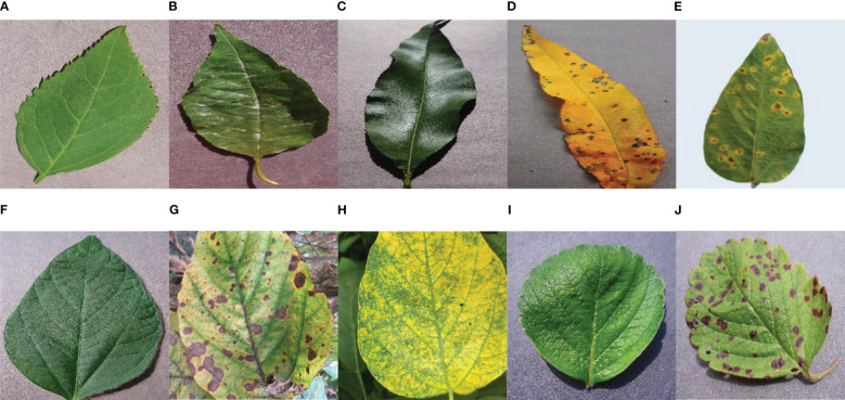 Figure 2