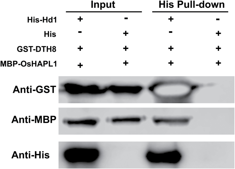 Fig. 8.