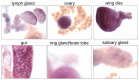 Fig 8