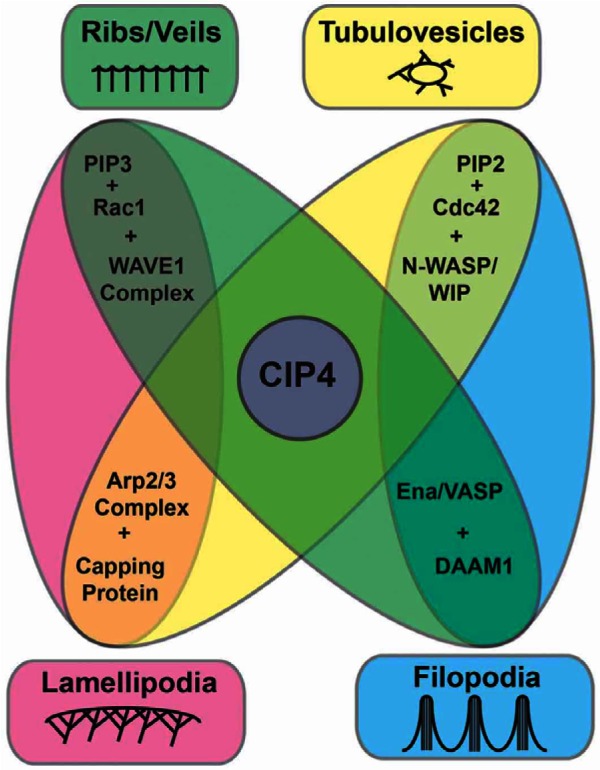 Fig. 8.