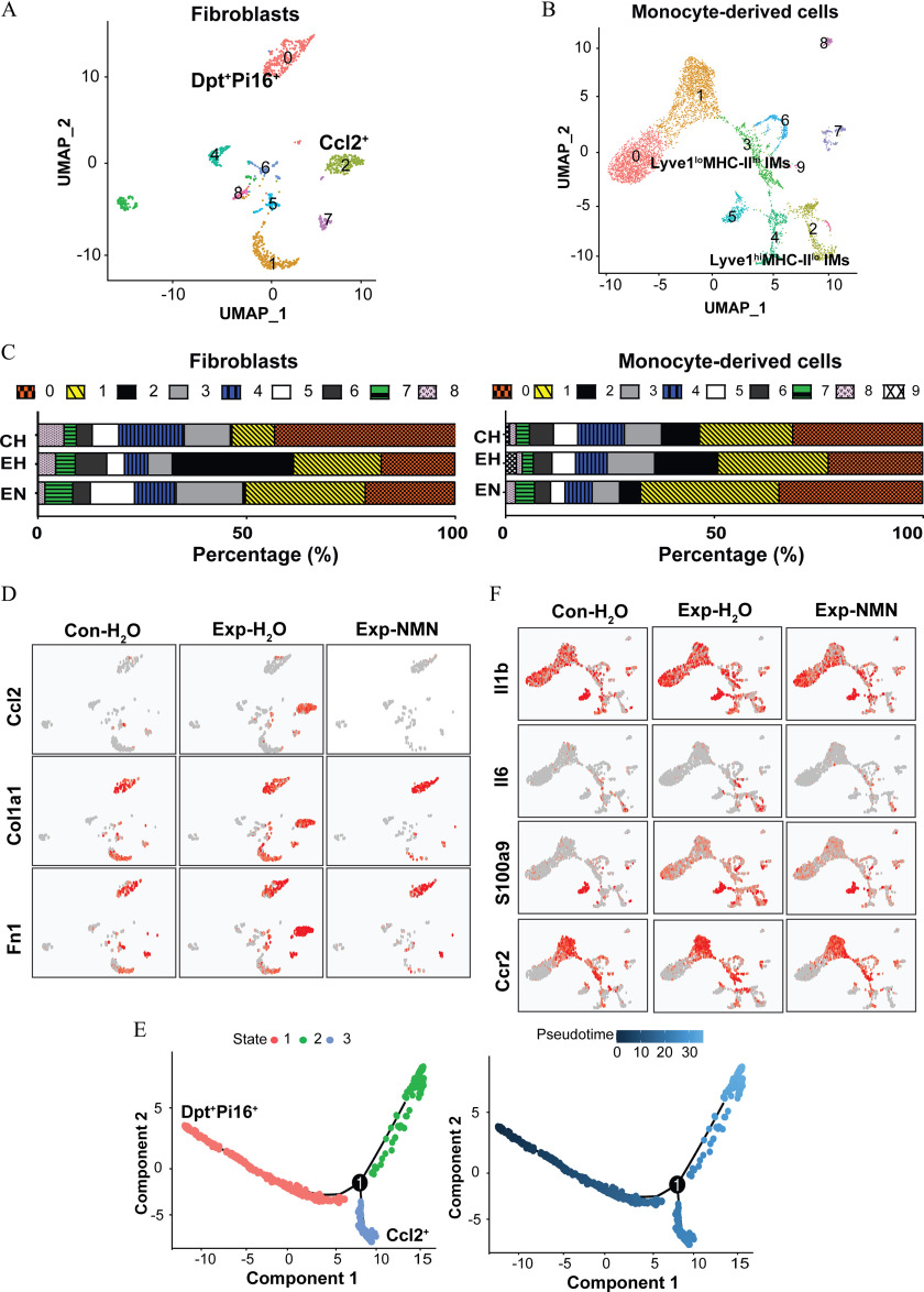 Figures 7A and 7B are cluster graphs titled Fibroblasts and Monocyte-derived cells, plotting Uniform Manifold Approximation and Projection underscore 2, ranging from negative 10 to 10 in increments of 10 and negative 10 to 10 in increments of 5 (y-axis) across Uniform Manifold Approximation and Projection underscore 1, ranging from negative 10 to 10 in increments of 10 and negative 10 to 10 in increments of 5 (x-axis) for Dermatopontin and Peptidase inhibitor 16, Ccl2, Lyve1 lo mhc-2 hi IMs, lyve1 hi mhc-2 lo IMs. Figure 7C is a set of two horizontal stacked bar graphs titled Fibroblasts and Monocyte-derived cells, plotting, Exposure of nicotinamide mononucleotide, PM-exposed - water, and Air-filtered control - water (y-axis) across percentage (percent), ranging from 0 to 100 in increments of 50 (x-axis) for subclusters, including 1 to 8 for fibroblasts and 1 to 9 for monocyte-derived cells, respectively. Figure 7D is a stained tissue displaying three columns, namely, Air-filtered control - water, PM-exposed - water, and Exposure of nicotinamide mononucleotide and three rows, namely, Ccl2, Col1a1, and Fn1. Figure 7E is a set of two graphs, plotting Component 2, ranging from negative 5 to 5 in increments of 5 (y-axis) across Component 1, ranging from negative 10 to 15 in increments of 5 (x-axis) for state, including 1, 2, and 3, and Pseudotime, ranging from 0 to 30 in increments of 10. Figure 7F is a stained tissue displaying three columns, namely, Air-filtered control - water, PM-exposed - water, and Exposure of nicotinamide mononucleotide and four rows, namely, Ll1b, Ll6, S100a9, and Ccr2.