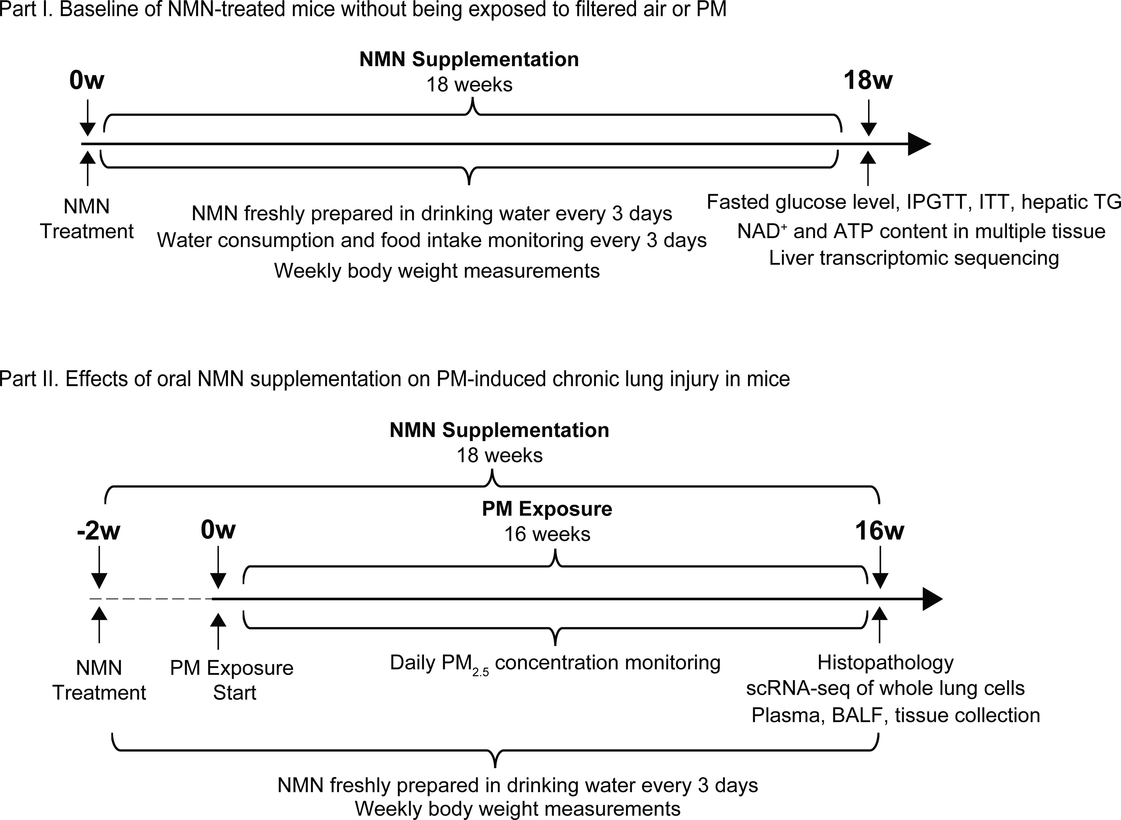 Figure 1, Part 1, is a scientific illustration titled Baseline of nicotinamide mononucleotide-treated mice without being exposed to filtered air or particulate matter that displays the following information: At week 0, nicotinamide mononucleotide treatment begins. Nicotinamide mononucleotide supplementation is done for 18 weeks, including nicotinamide mononucleotide freshly prepared in drinking water every 3 days; water consumption, and food intake monitoring every 3 days; and weekly body weight measurements. After 18 weeks, the following things were monitored: fasted glucose level, intraperitoneal glucose tolerance testing, insulin tolerance testing, hepatic triglyceride level; NAD plus and ATP content in multiple tissues; and liver transcriptomic sequencing. Figure 1, Part 2, is a scientific illustration titled Effects of oral nicotinamide mononucleotide supplementation on particulate matter-induced chronic lung injury in mice and displays the following information: Two weeks before the exposure, nicotinamide mononucleotide treatment was begun. For the next 18 weeks after nicotinamide mononucleotide treatment, nicotinamide mononucleotide supplementation was done, including freshly prepared nicotinamide mononucleotide in drinking water every 3 days and weekly body weight measurements. On week 0, particulate matter exposure was begun. The daily particulate matter begin subscript 2.5 end subscript concentration was monitored for the next 16 weeks. After 16 weeks of particulate matter exposure, the following things were monitored: histopathology; single-cell R N A transcriptomic sequencing of whole lung cells; and plasma, bronchoalveolar lavage fluid, and tissue collection.