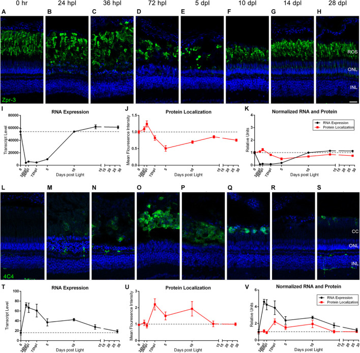 FIGURE 4