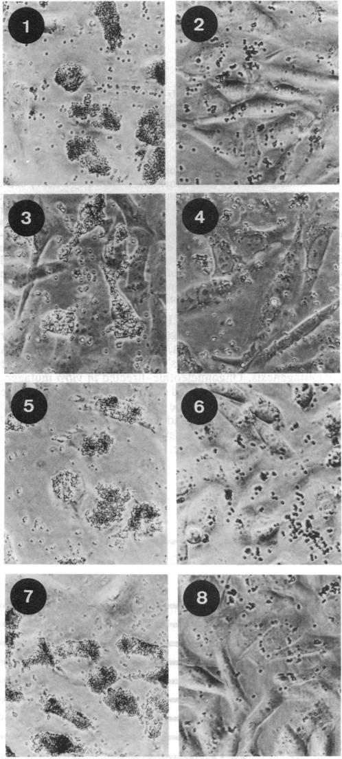 graphic file with name pnas00285-0299-a.jpg