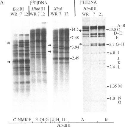 graphic file with name pnas00350-0313-a.jpg