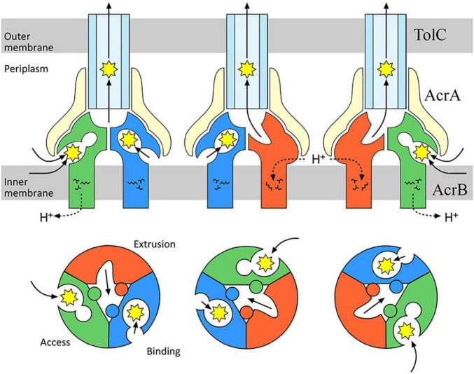 FIGURE 10