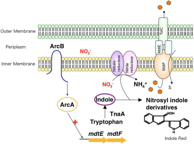 FIGURE 5