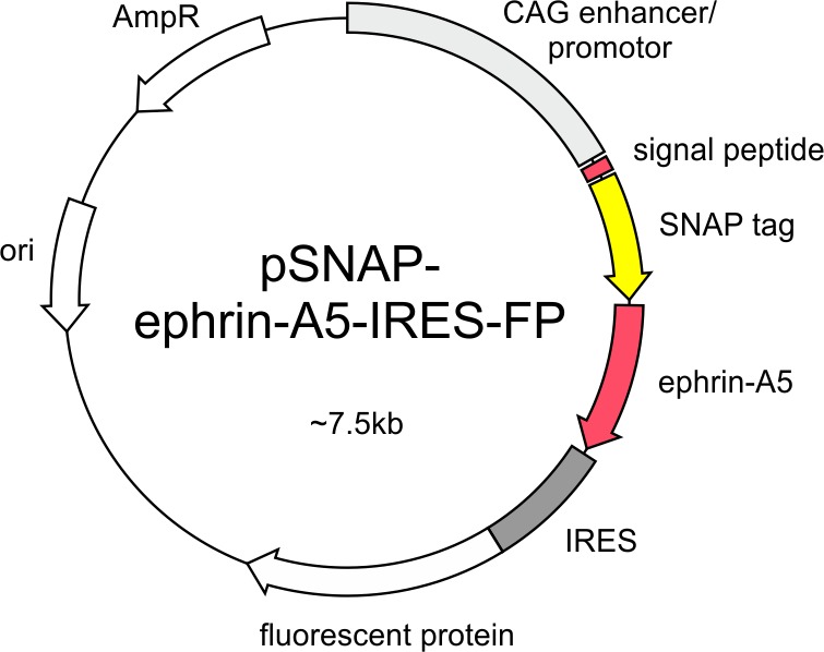 Figure 6—figure supplement 1.