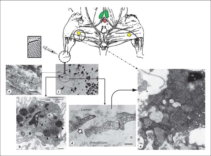 Fig. 5