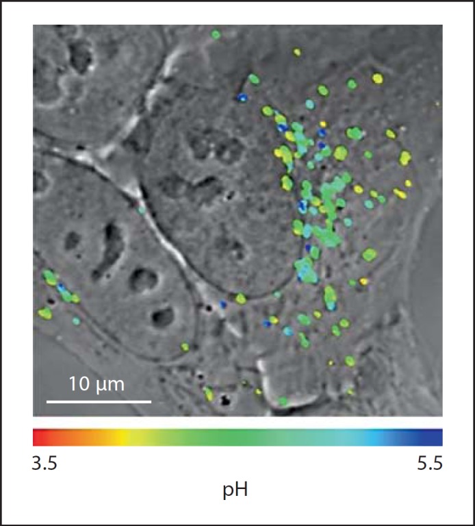 Fig. 11