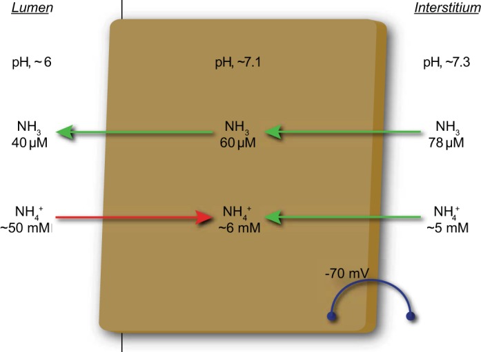 Fig. 7.