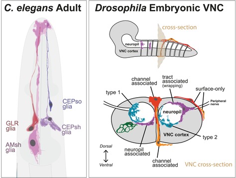 graphic file with name GLIA-73-632-g003.jpg