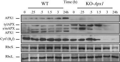 Figure 2.