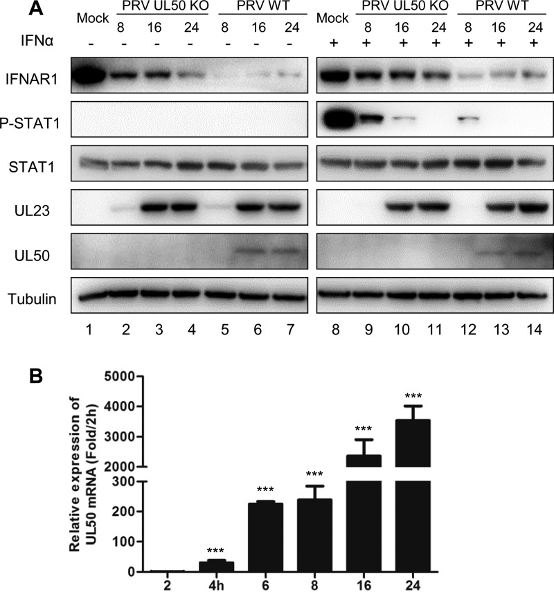 FIG 8