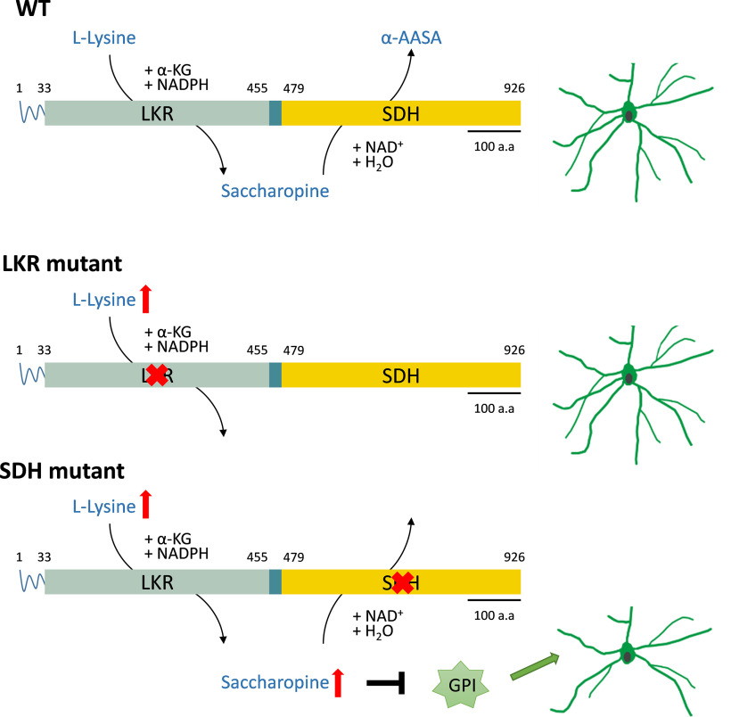 Figure 12.