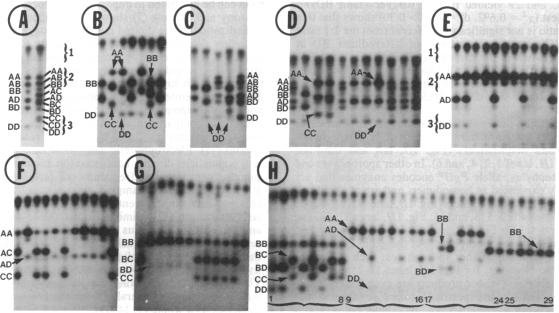 graphic file with name pnas01055-0020-a.jpg