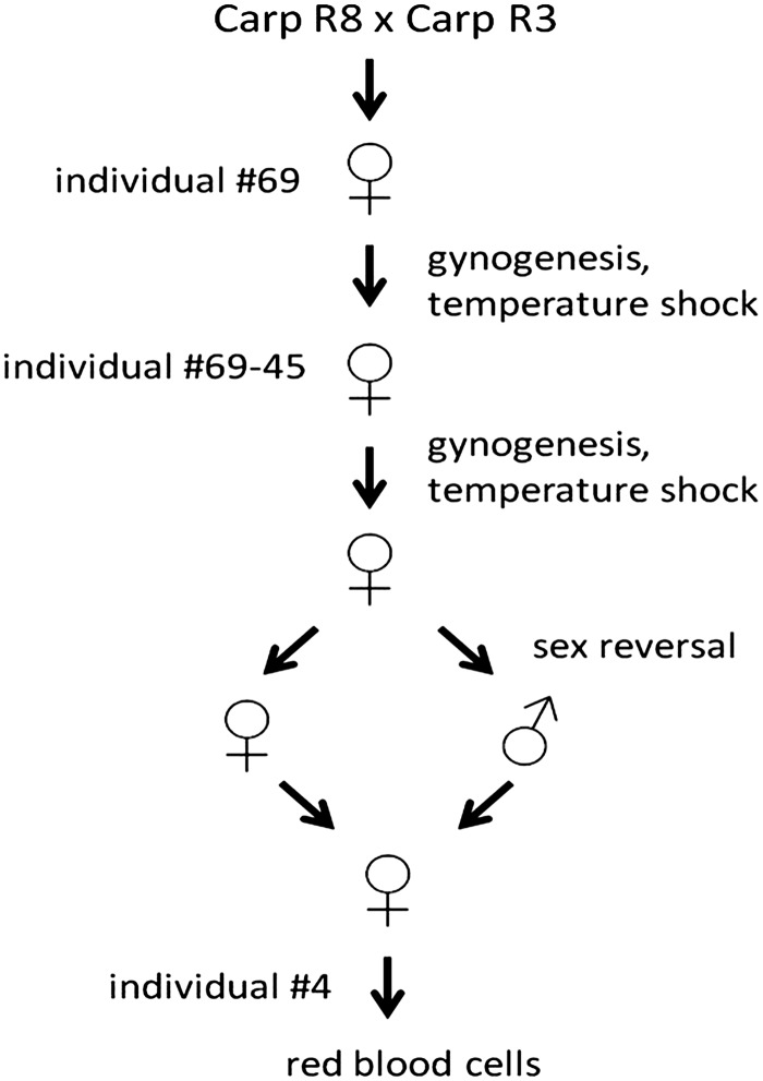 FIG. 1.