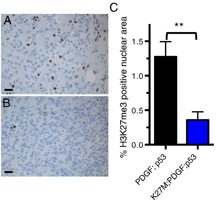 Figure 7