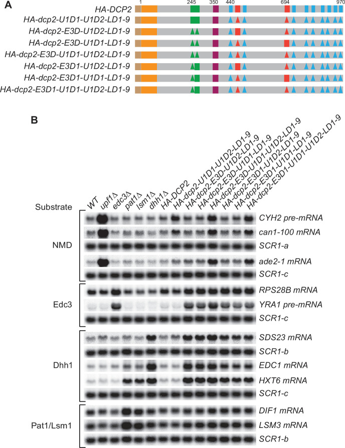 Figure 4—figure supplement 3.