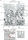 Fig. 5.