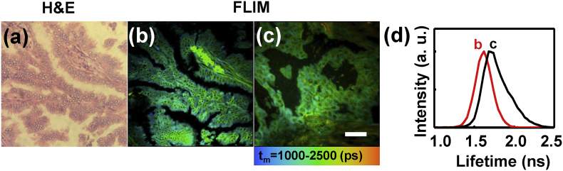 Fig. S1