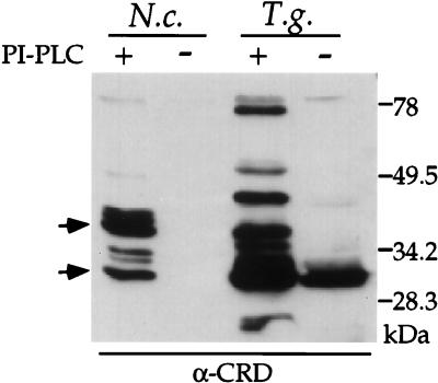 FIG. 6