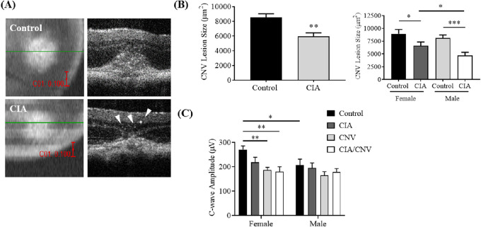 Systemic Inflammation By Collagen-induced Arthritis Affects The 